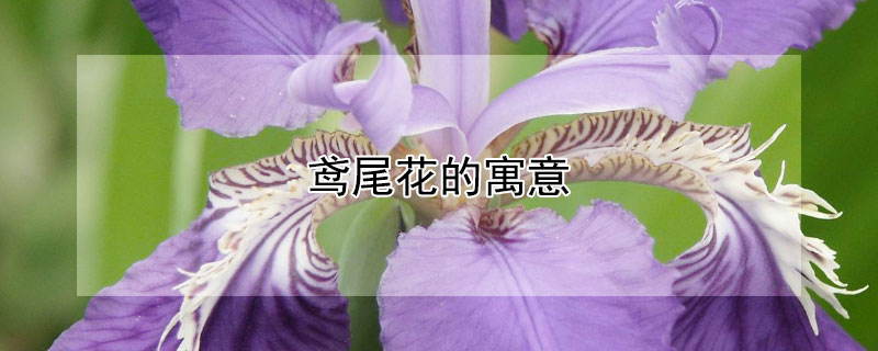 鸢尾花的寓意（鸢尾花的寓意是什么）