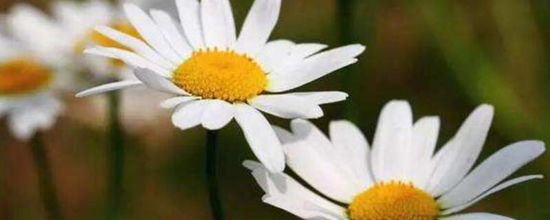 洋甘菊的花语和寓意 洋桔梗的花语和寓意