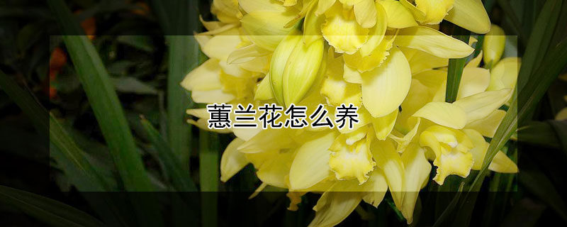 蕙兰花怎么养（大叶蕙兰花怎么养）