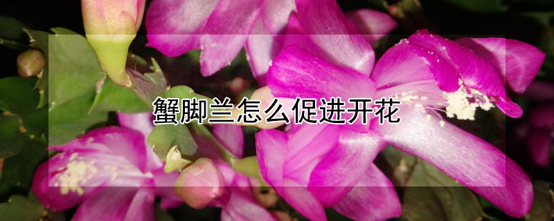 蟹脚兰怎么促进开花（蟹脚兰开花期如何施肥）