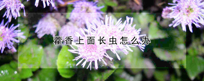 藿香上面长虫怎么办（藿香招虫子吗）