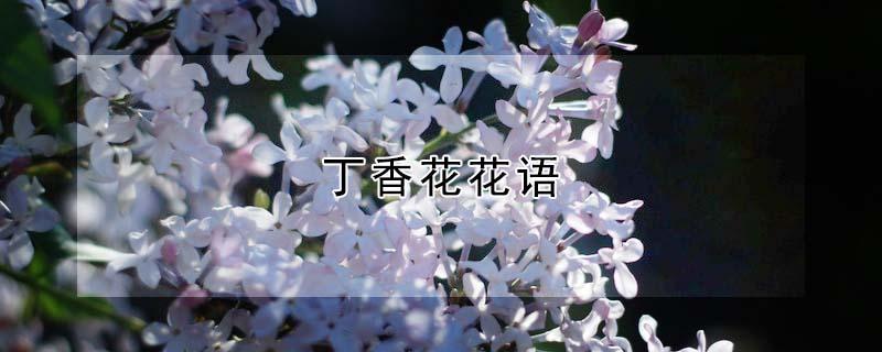 丁香花花语（丁香花花语象征与寓意）