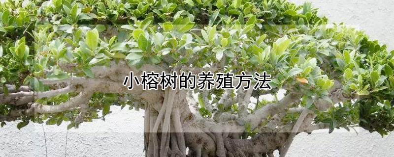 小榕树的养殖方法 小榕树的养殖方法和注意事项 盆栽