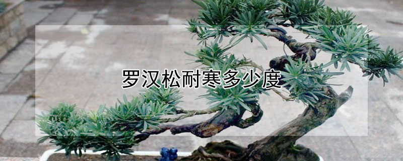 罗汉松耐寒多少度 雀舌罗汉松耐寒多少度