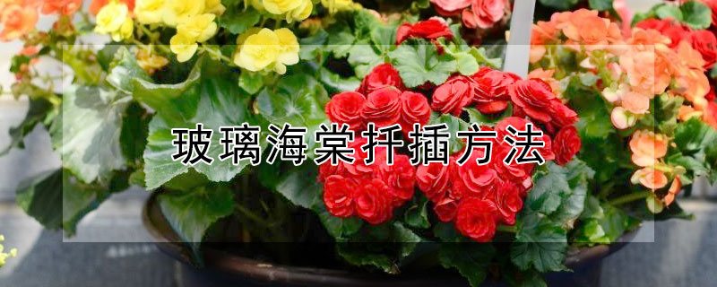 玻璃海棠扦插方法（玻璃海棠扦插方法图解）