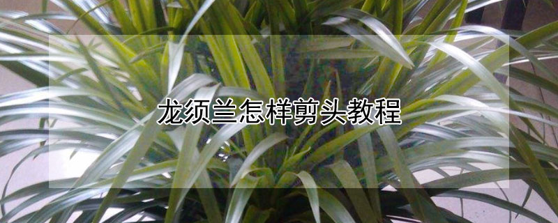 龙须兰怎样剪头教程（龙须兰如何修剪）