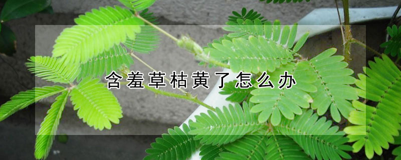 含羞草枯黄了怎么办 含羞草枯了,该怎么办