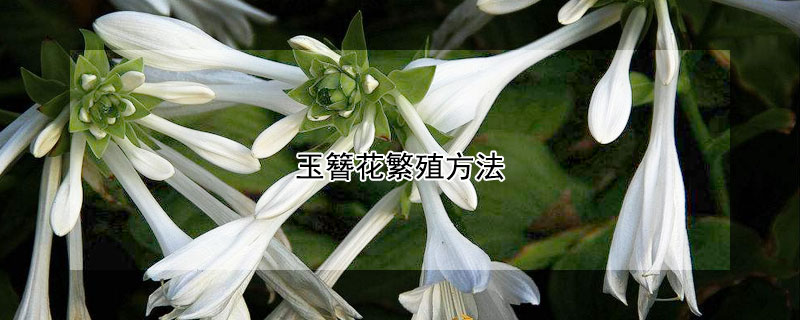 玉簪花繁殖方法 玉簪花怎么移植