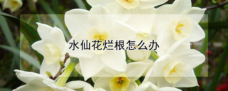 水仙花烂根怎么办 水仙花烂根怎么回事