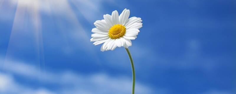 雏菊花语（雏菊花语的唯美句子）