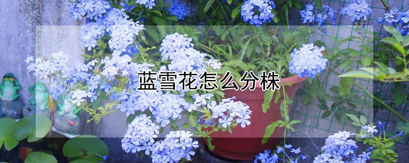 蓝雪花怎么分株（蓝雪花怎么栽培）