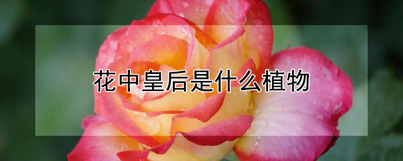 花中皇后是什么植物（花中皇后是什么植物怎么画）