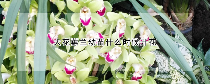 大花蕙兰幼苗什么时候开花(大花蕙兰几苗才会开花)