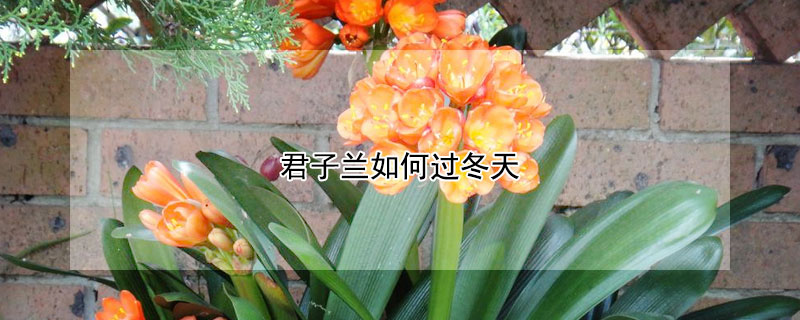 君子兰如何过冬天（君子兰冬天怎么养要注意什么）