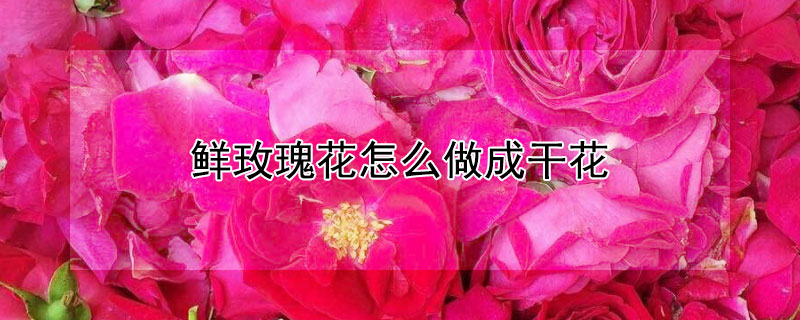 鲜玫瑰花怎么做成干花（鲜玫瑰花如何做成干花）