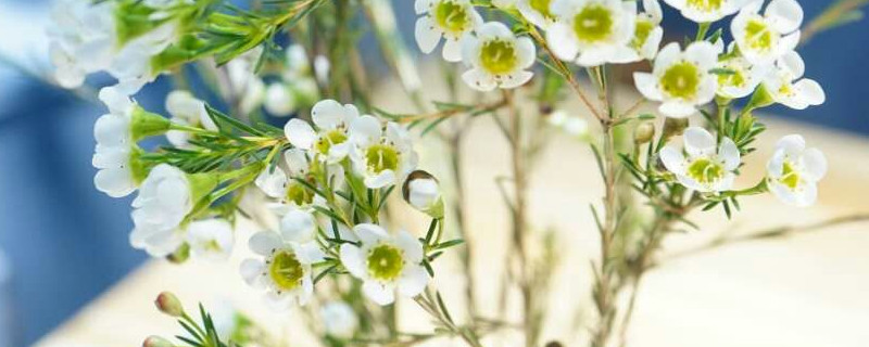 澳梅花花语的意思 澳洲梅花的花语