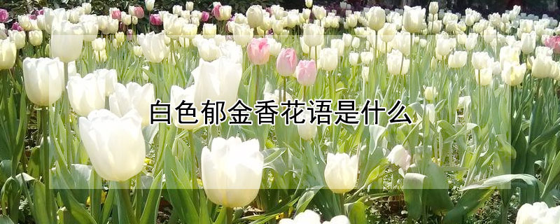 白色郁金香花语是什么（白色郁金香花语是啥）
