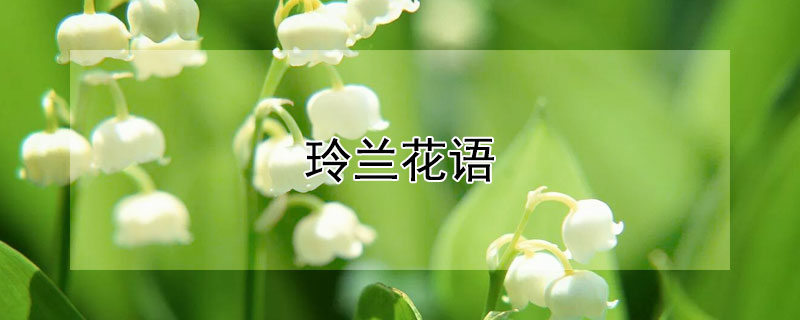 玲兰花语（玲兰花花语传说）
