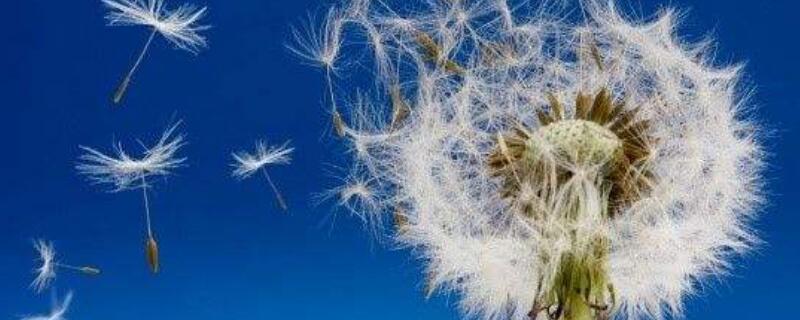 蒲公英花语及象征意义 蒲公英的花语和象征