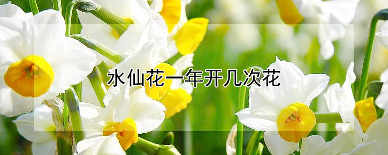 水仙花一年开几次花 水仙花可以开花几次