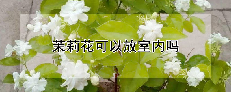 茉莉花可以放室内吗 茉莉花能否放在室内