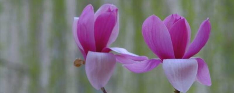 紫色玉兰花的寓意(紫色玉兰花的寓意诗词)