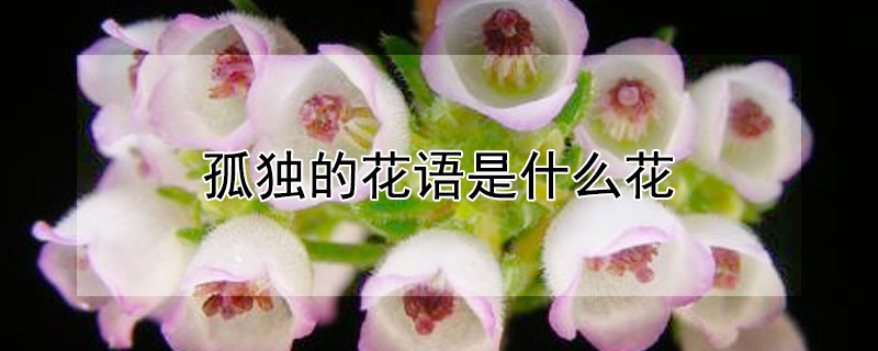 孤独的花语是什么花 哪一种花的花语是孤独