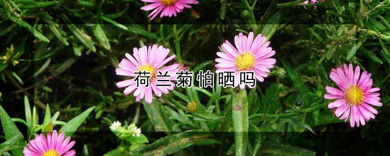 荷兰菊怕晒吗（荷兰菊能在室外过冬吗）