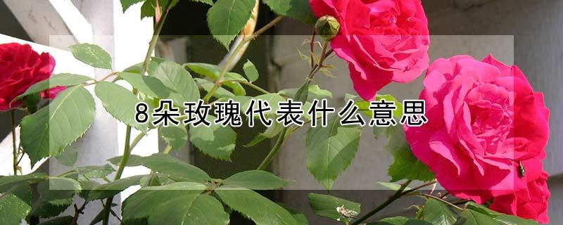 8朵玫瑰代表什么意思（298朵玫瑰代表什么意思）