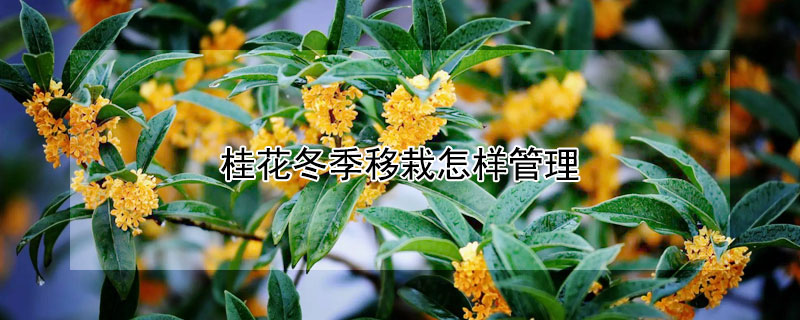 桂花冬季移栽怎样管理 桂花种植管理方法