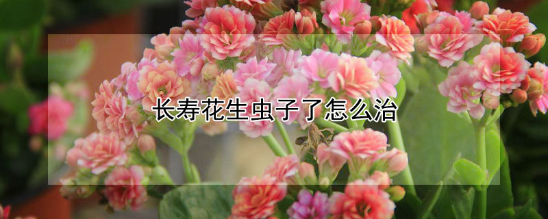 长寿花生虫子了怎么治 长寿花生虫子怎么办?