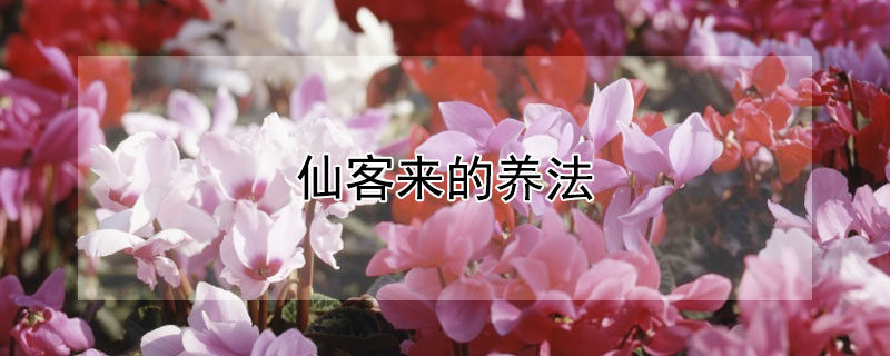 仙客来的养法（仙客来的养法和注意事项）