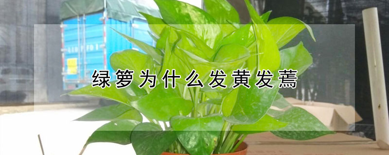 绿箩为什么发黄发蔫（绿萝为什么变黄）