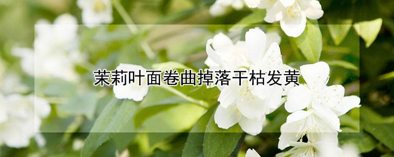 茉莉叶面卷曲掉落干枯发黄 茉莉叶子卷曲干枯