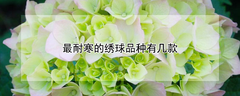最耐寒的绣球品种有几款（最耐阴的绣球品种）