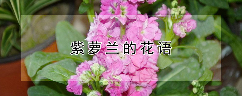 紫萝兰的花语 紫玉兰的花语