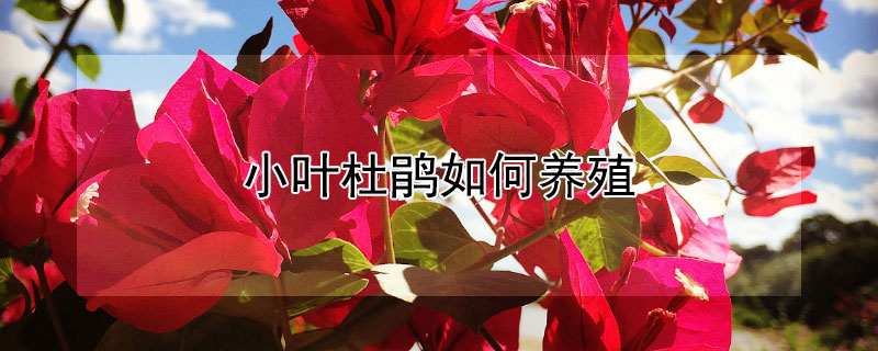 小叶杜鹃如何养殖（小叶杜鹃怎么养）