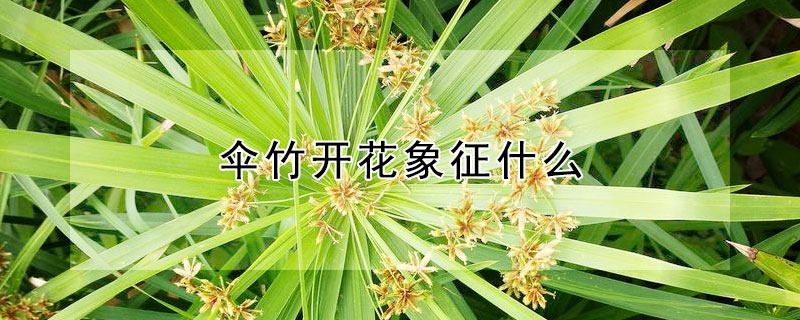 伞竹开花象征什么（会开花的伞）