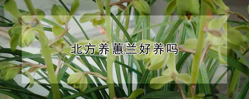 北方养蕙兰好养吗（北方适合养蕙兰吗）