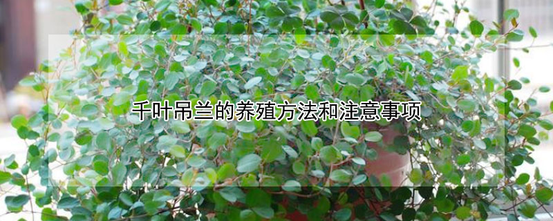 千叶吊兰的养殖方法和注意事项 千叶吊兰适合室内养吗