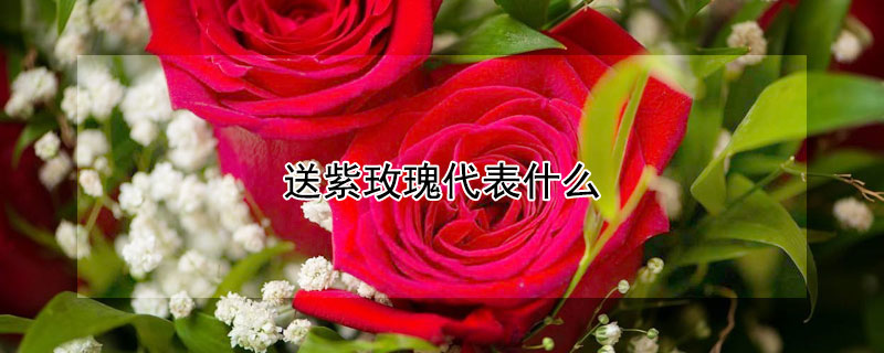 送紫玫瑰代表什么（送紫玫瑰的含义）