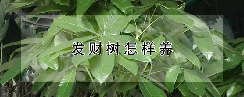 发财树怎样养（发财树怎样养才能长的旺盛）