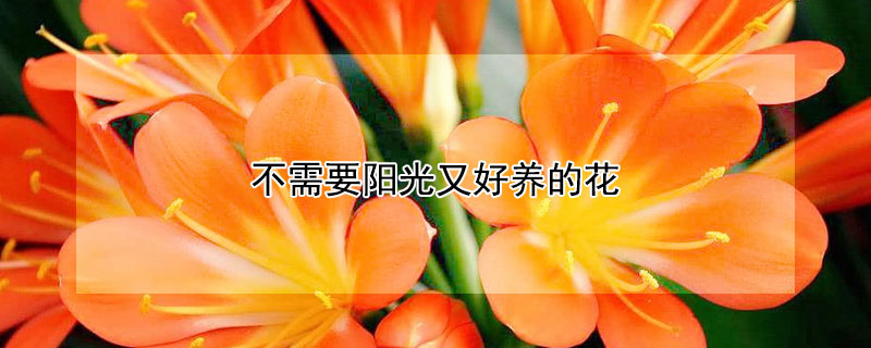 不需要阳光又好养的花（不需要阳光又好养的花万年青）
