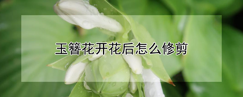 玉簪花开花后怎么修剪 玉簪花移栽前要剪叶吗?