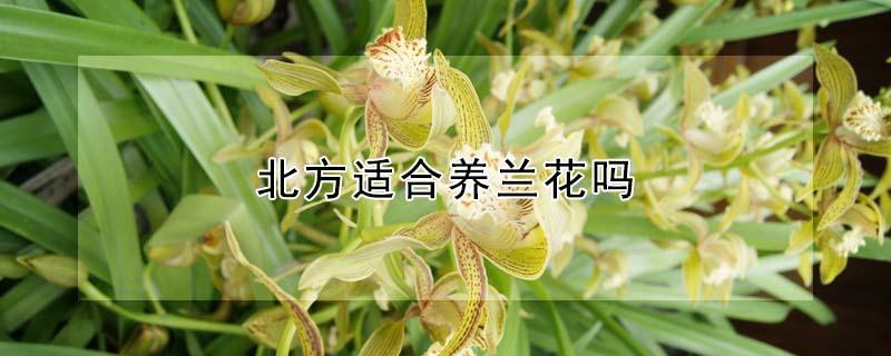 北方适合养兰花吗（北方好养兰花）