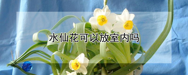 水仙花可以放室内吗 水仙花可以放卧室内吗