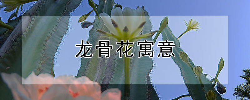 龙骨花寓意 龙骨花象征着什么