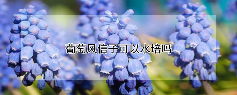 葡萄风信子可以水培吗 水培葡萄风信子的养殖方法