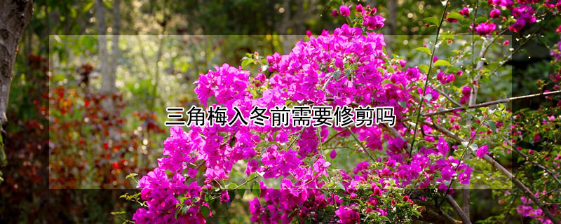 三角梅入冬前需要修剪吗 立冬后三角梅修剪