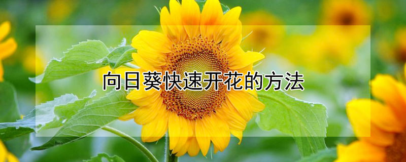 向日葵快速开花的方法（向日葵怎样快速开花）